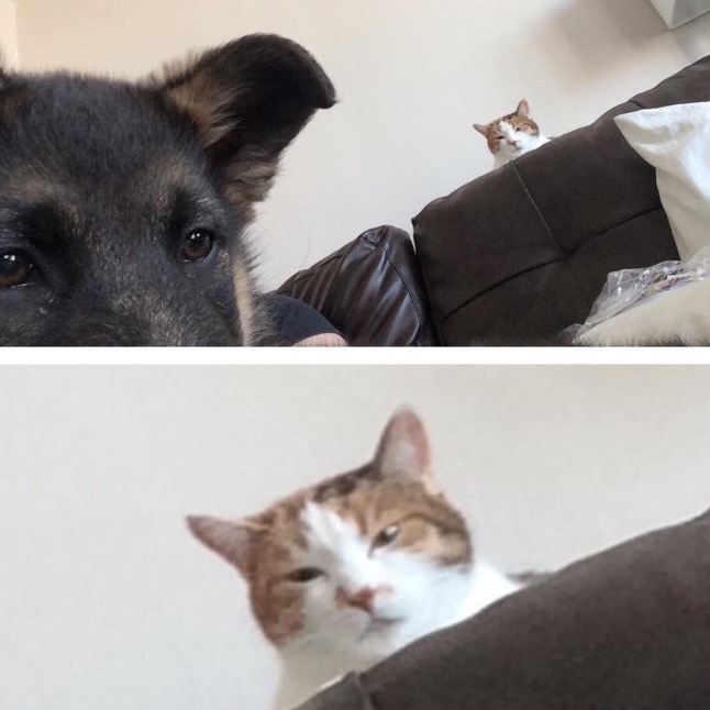 螢幕快照 2015-07-01 下午5.12.11