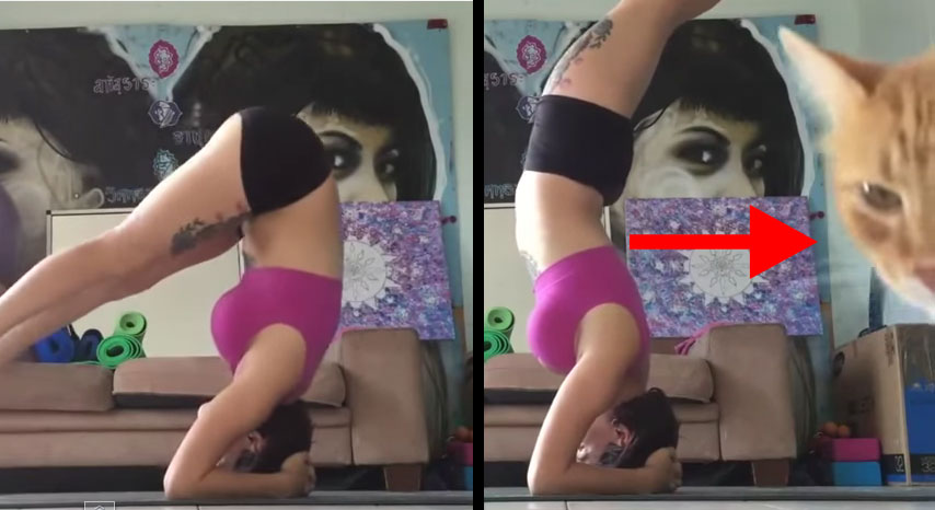 貓咪擋住辣妹做瑜伽