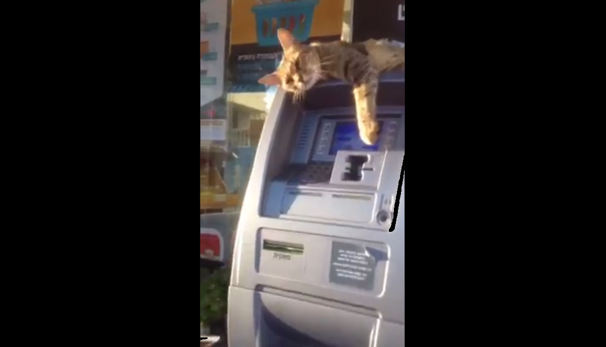 貓咪阻礙提款機