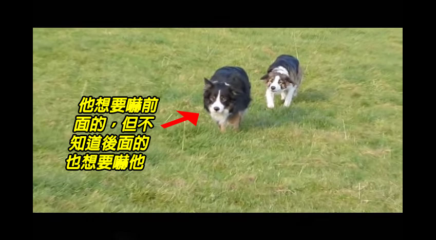 邊境牧羊犬正在跟朋友FT