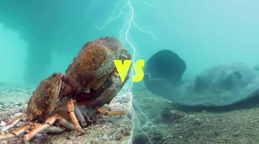 魟魚把蜘蛛蟹給吃掉