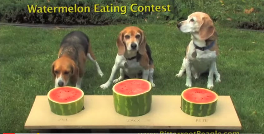 狗狗吃西瓜比賽