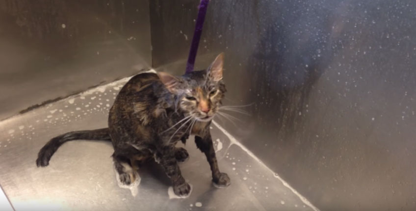 貓咪不想要洗澡