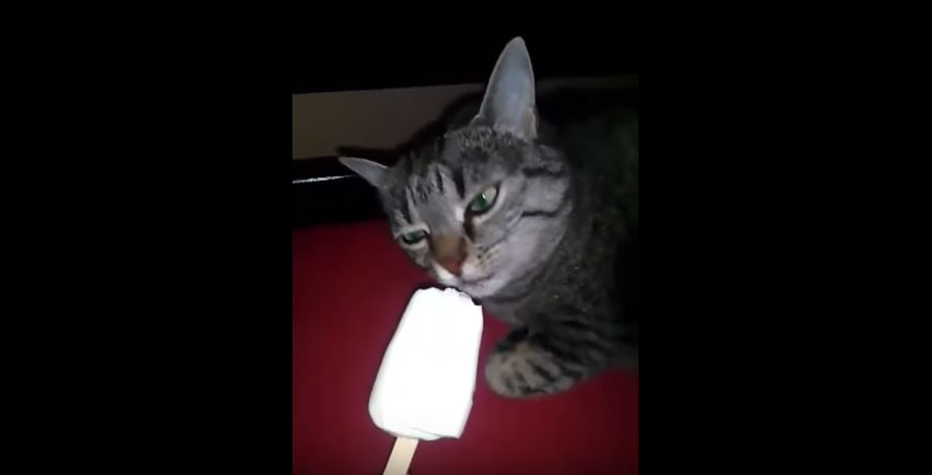 貓咪極冰衝腦