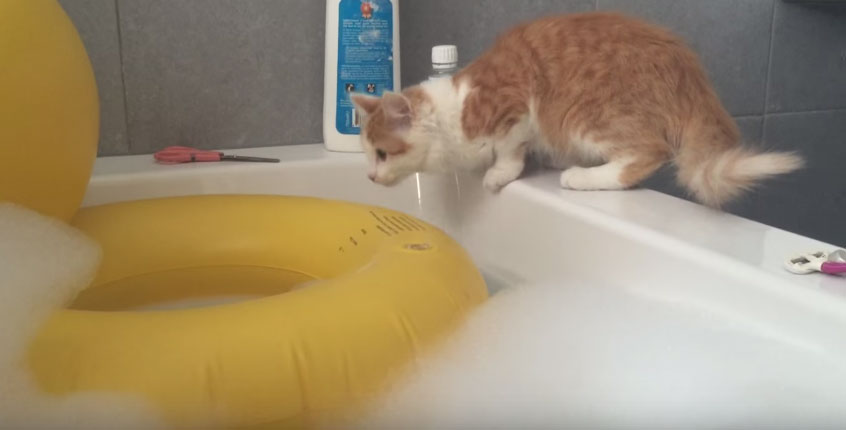 貓咪跳到救生圈裡