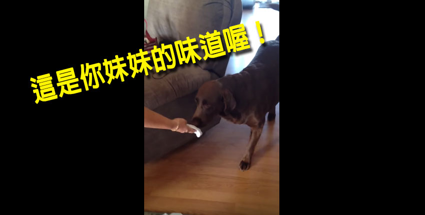 狗狗不喜歡妹妹