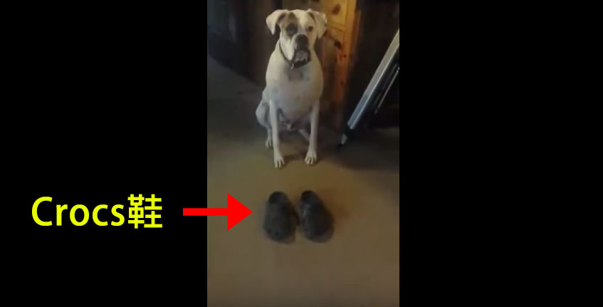 狗狗發現到crocs很好穿