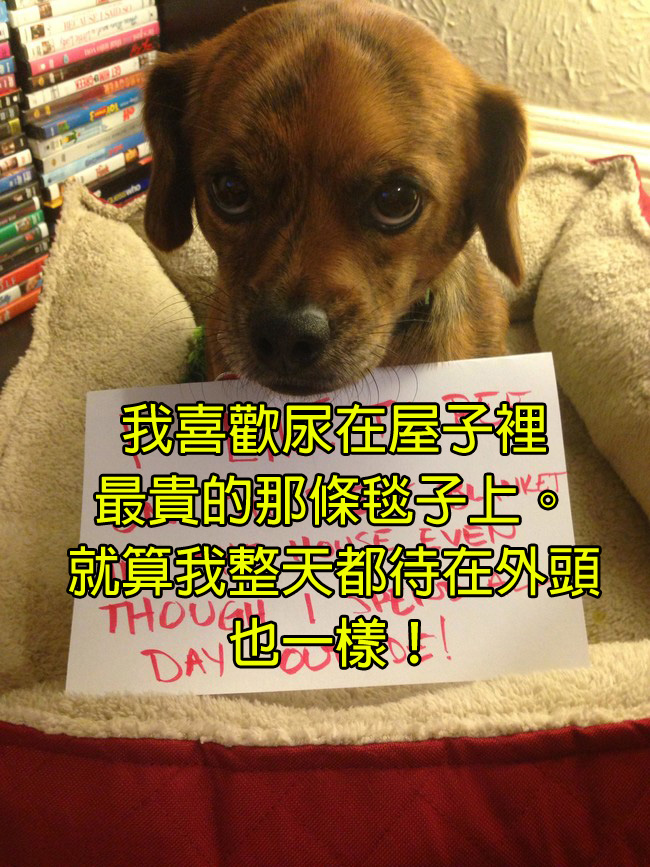 外頭不尿偏要尿在毯子上