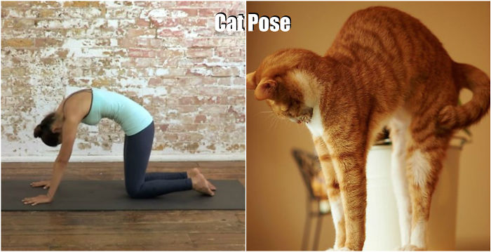 18-cute-animals-showing-you-some-yoga-poses-17__700