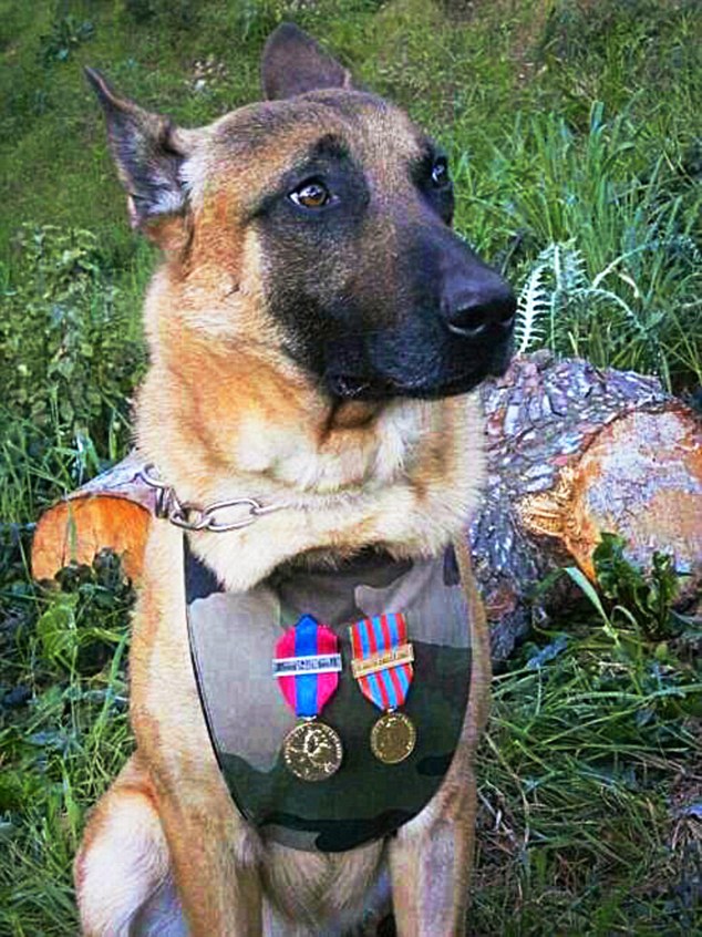 2E93E7CD00000578-0-Diesel_a_seven_year_old_Belgian_shepherd_was_a_member_of_the_SWA-a-5_1448040164374