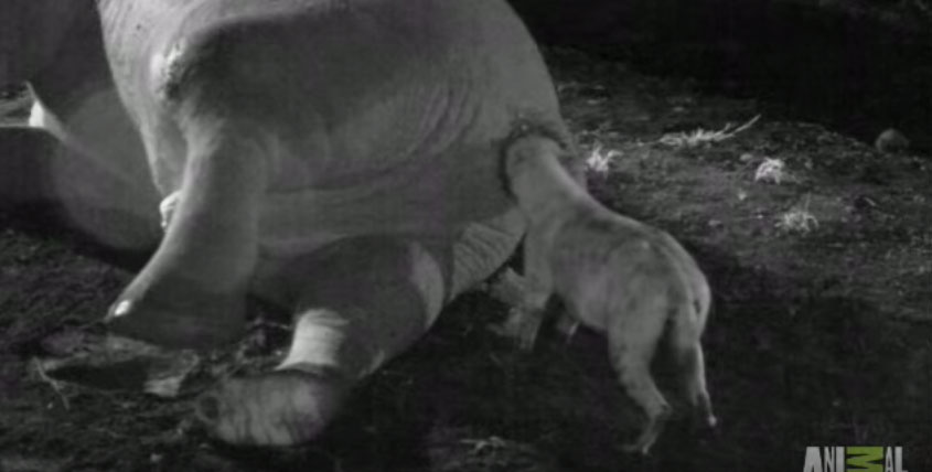 土狼吃大象肛門