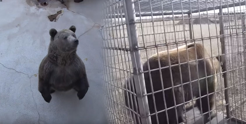 熊從來沒有碰過草地