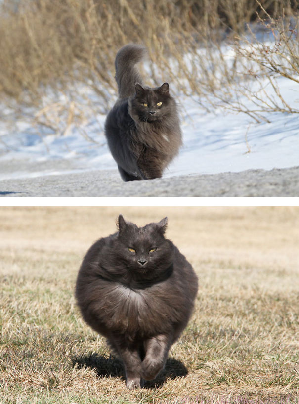 fluffy-cats-funny-animal-pics-55__605