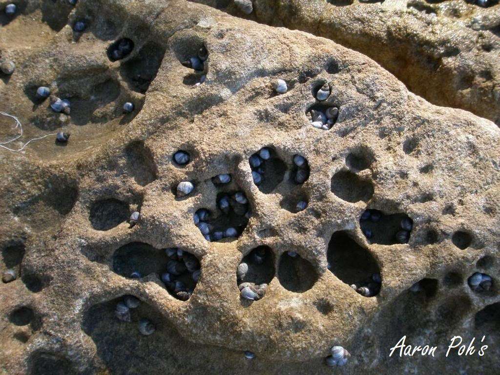 these-snails-on-an-ocean-rock-photo-u1
