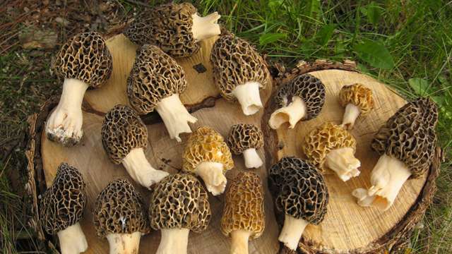 these-weird-mushrooms-photo-u1