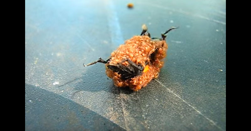 蜜蜂被蜘蛛給殺死