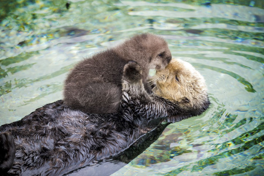 baby-otter-sleeps-mother-belly-monterey-bay-aquarium-21