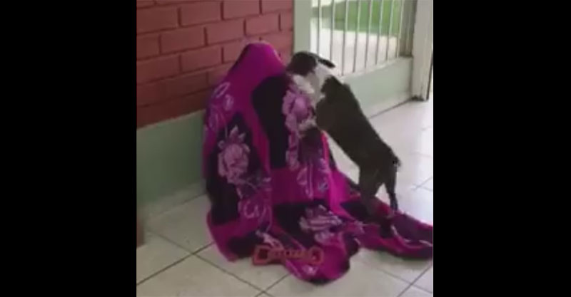 狗狗發現被子底下