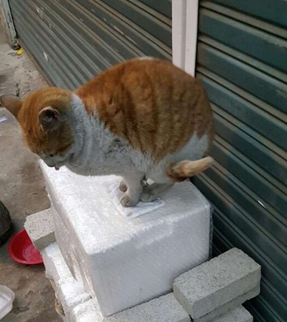 螢幕快照 2016-02-05 下午9.04.14