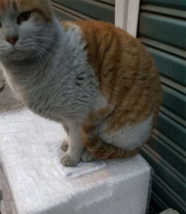 螢幕快照 2016-02-05 下午9.04.27