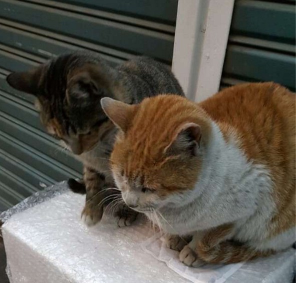 螢幕快照 2016-02-05 下午9.04.34