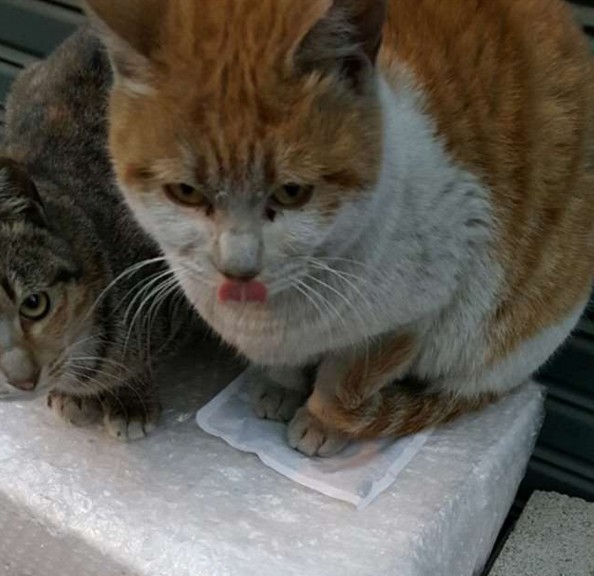 螢幕快照 2016-02-05 下午9.04.43