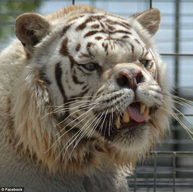 很多人看到這隻白老虎都覺得很醜，但他長相背後的故事會讓你發現人類更醜陋！