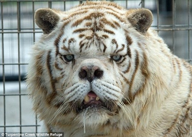 很多人看到這隻白老虎都覺得很醜，但他長相背後的故事會讓你發現人類更醜陋！