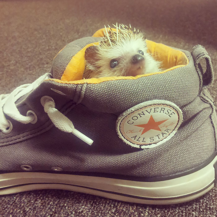 cute-hedgehogs-17__700