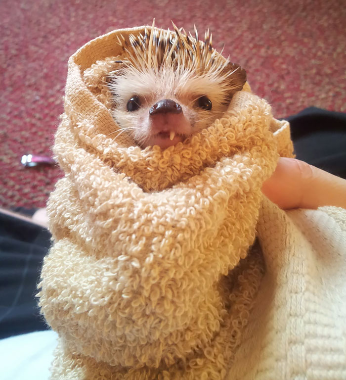 cute-hedgehogs-18__700
