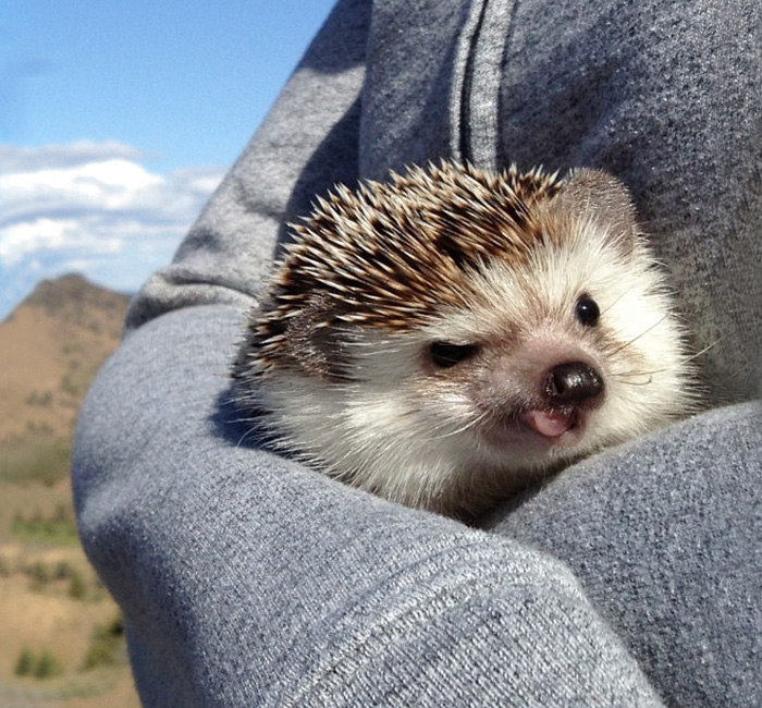 cute-hedgehogs-30__700
