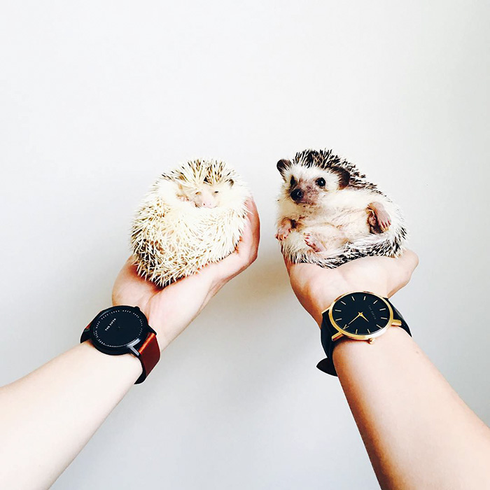 cute-hedgehogs-33__700
