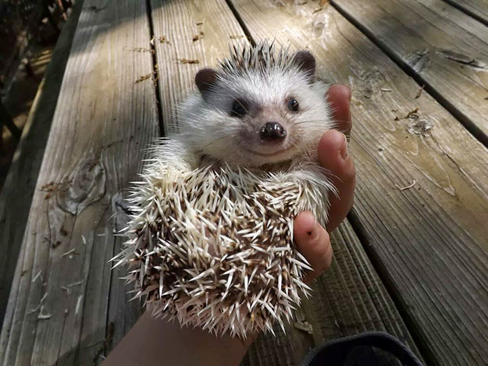 cute-hedgehogs-37__700