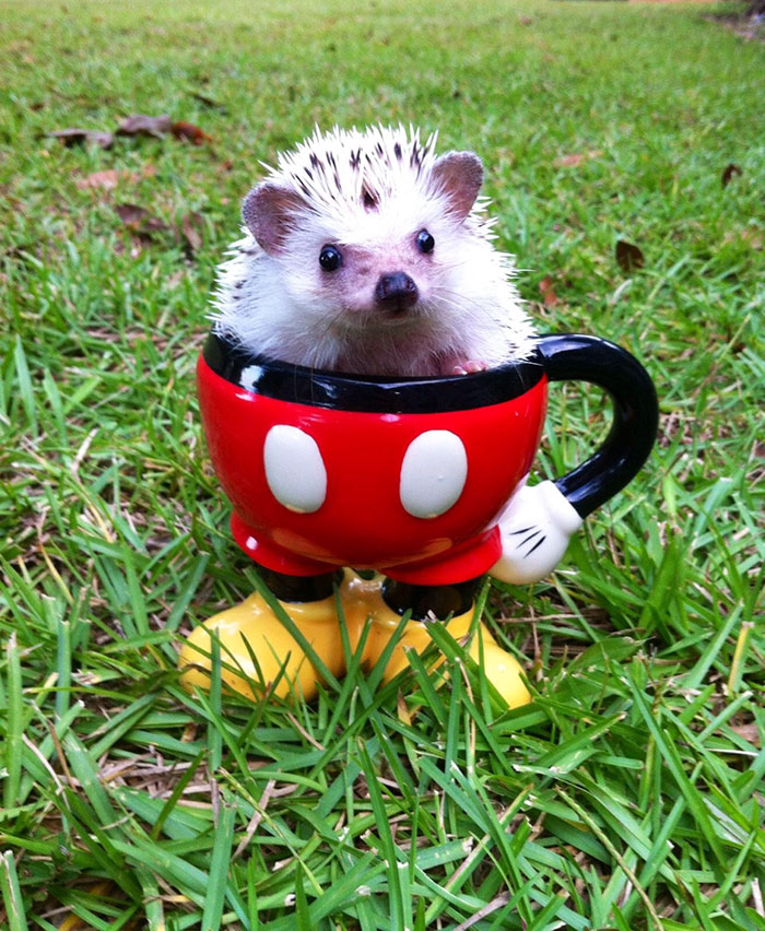 cute-hedgehogs-39__700