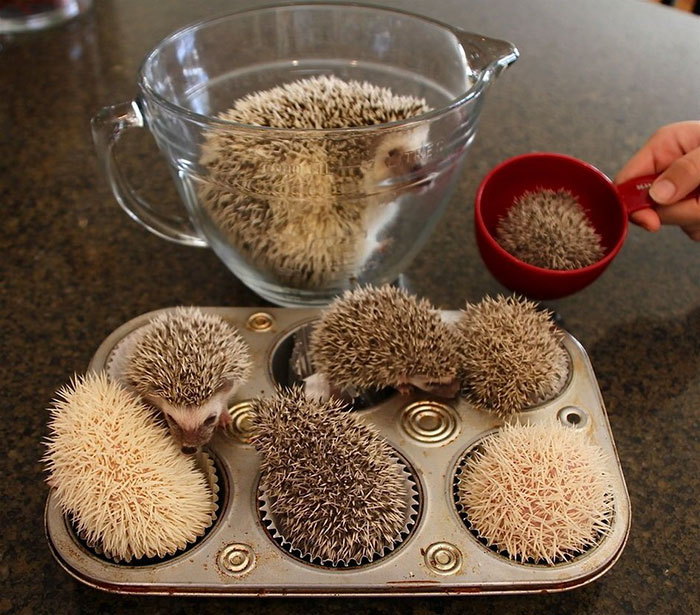 cute-hedgehogs-42__700