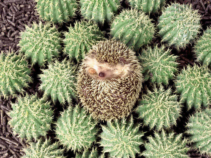 cute-hedgehogs-50__700