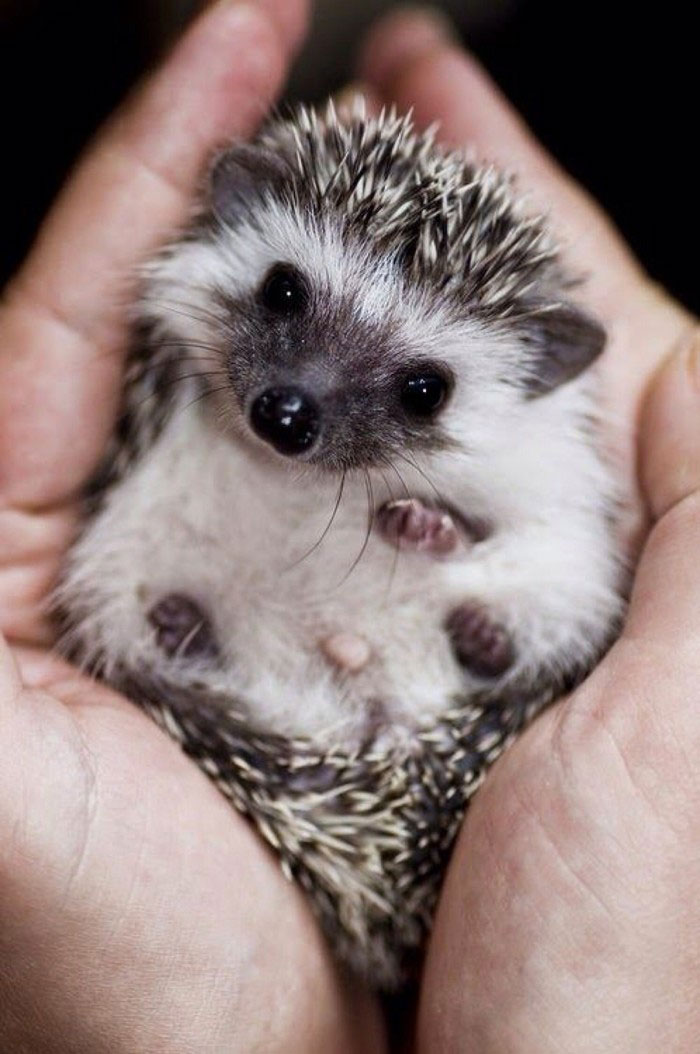 cute-hedgehogs-61__700
