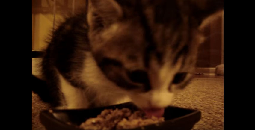 小貓咪吃東西