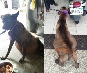 他們看到這隻狗狗肚子大到快活不下去於是帶去醫院檢查,從肚子中抽出的幾大桶讓人太心痛了!% 照片 他們看到這隻狗狗肚子大到快活不下去於是帶去醫院檢查,從肚子中抽出的幾大桶讓人太心痛了!