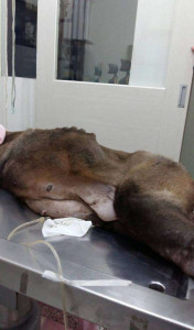 他們看到這隻狗狗肚子大到快活不下去於是帶去醫院檢查,從肚子中抽出的幾大桶讓人太心痛了!% 照片 他們看到這隻狗狗肚子大到快活不下去於是帶去醫院檢查,從肚子中抽出的幾大桶讓人太心痛了!