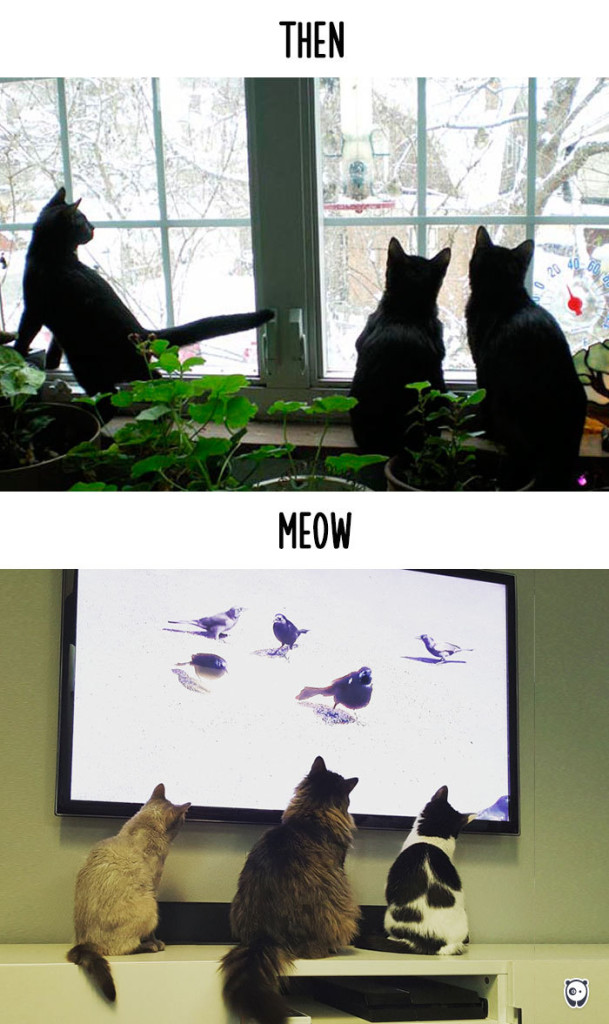Cats-then-now-funny-technology-change-life-11-571618ff6eaf1__700