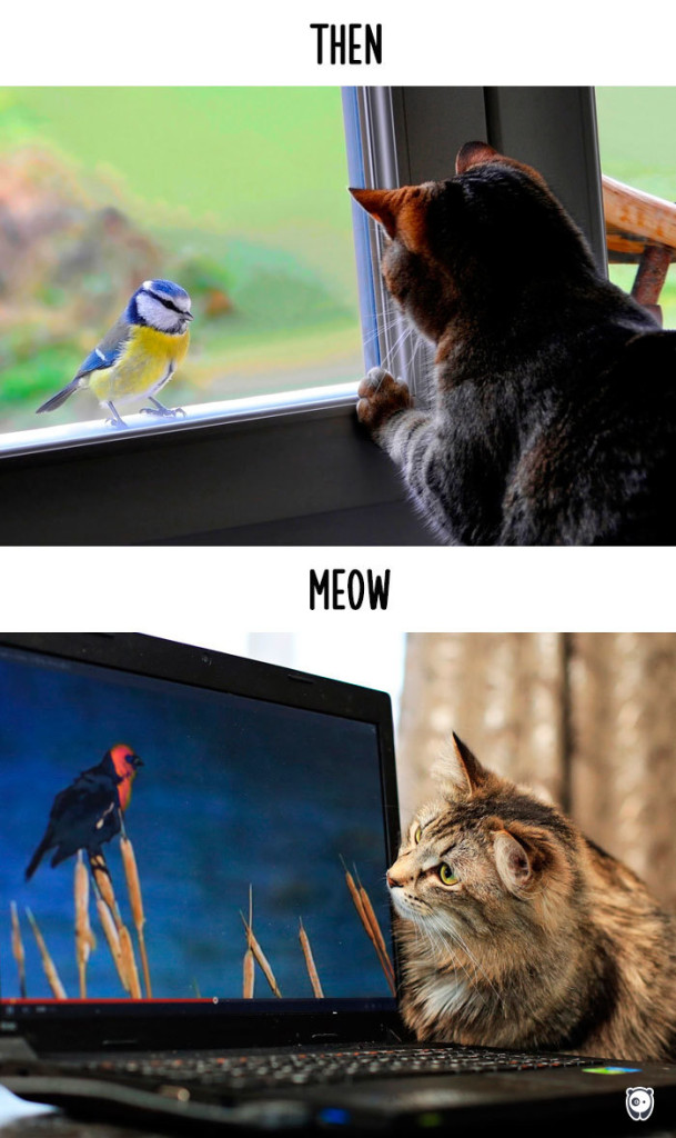 Cats-then-now-funny-technology-change-life-13-57162bb03575d__700