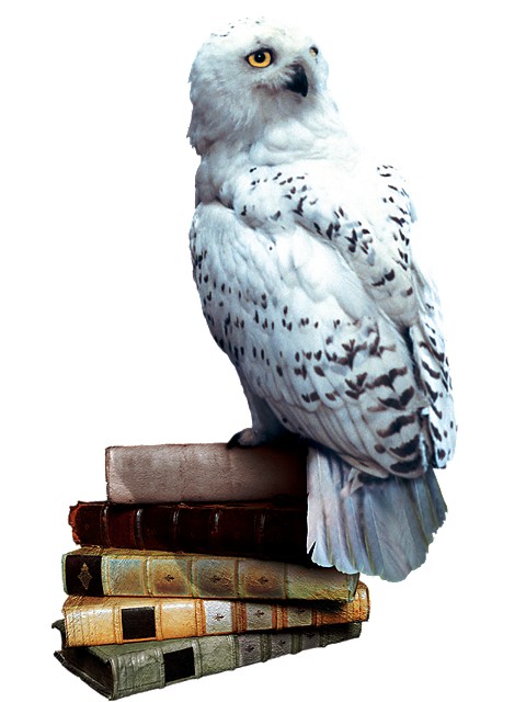 Hedwig_books