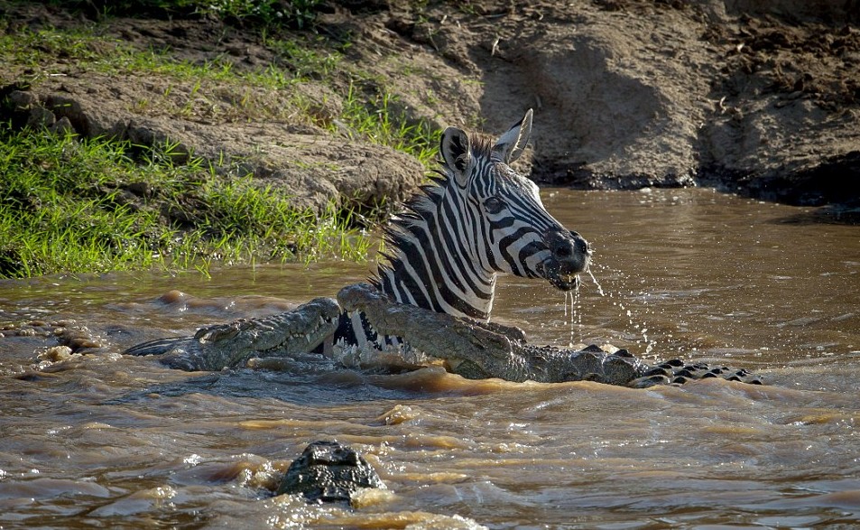 a809dee3572124de03b1373371f22138