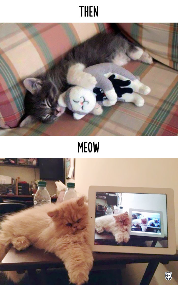 cats-then-now-funny-technology-change-life-10-57162507ede7f__700