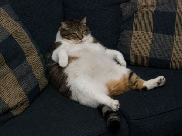 fat_cat