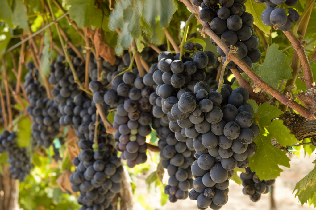 grenache-grapes