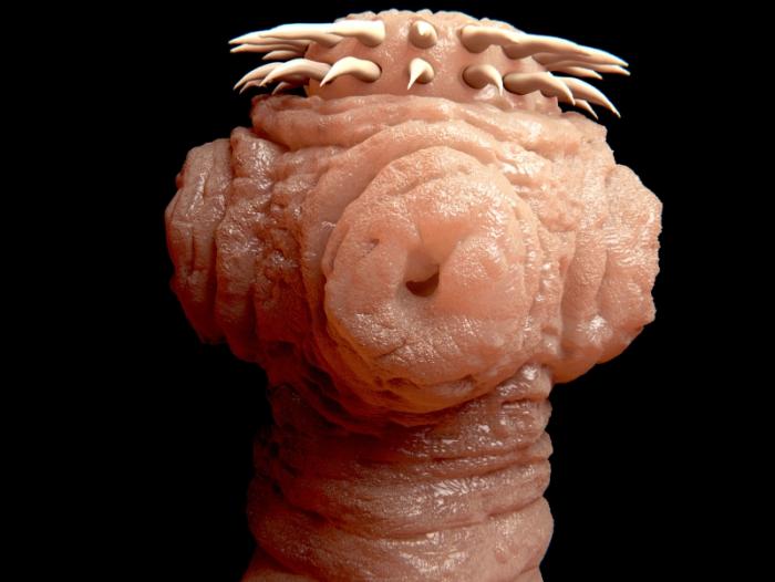 tapeworm-scolex