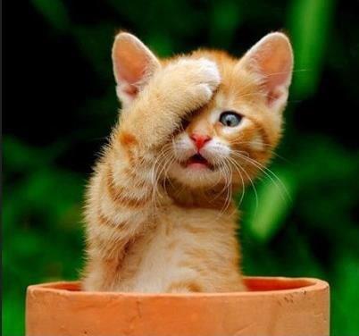 a.baa-This-forgot-something