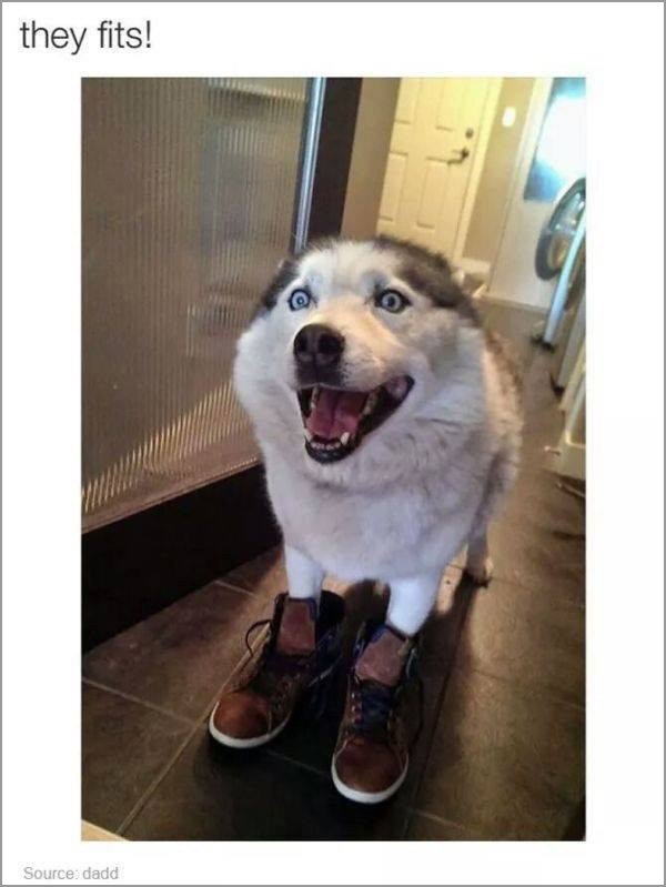 dogs-truly-are-mans-best-friend-33-photos-17